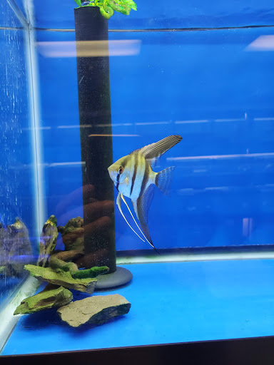 Pet Store «Corals and Fins», reviews and photos, 5011 W Hillsborough Ave, Tampa, FL 33634, USA