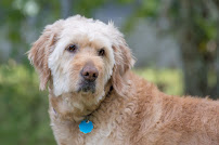 Donny Claremont Photography - Photo 3 - Car repair in , Ocala