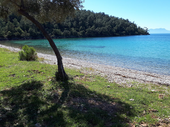 Konfilikt Koyu