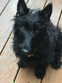 Always Faithful Dog Training - Photo 8 - Car repair in , Overland Park