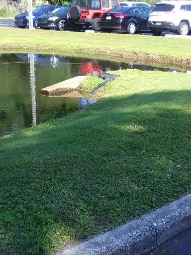 Pet Supply Store «Halo, Purely For Pets», reviews and photos, 12400 Race Track Rd, Tampa, FL 33626, USA