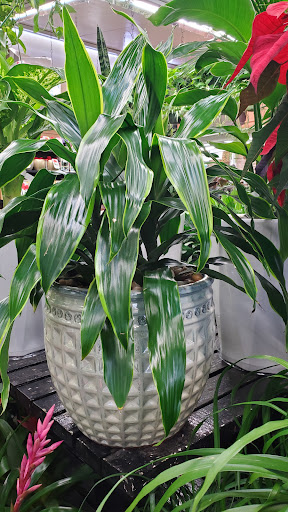 Florist «Metropolitan Plant & Flower», reviews and photos, 840 NJ-17, Paramus, NJ 07652, USA