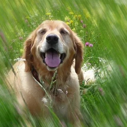 Dr. med. vet. Angelika Strobl Tierärztin unter Schöngeising, Bayern