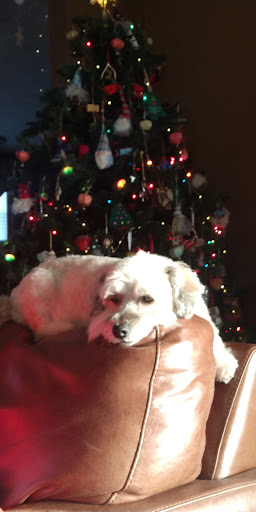 Pet Supply Store «PetSmart», reviews and photos, 1157 E North Ave, Belton, MO 64012, USA