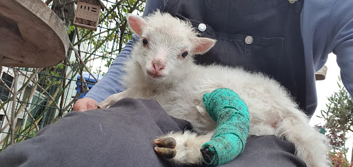 Tierärztin K. Osterland unter Dessau-Roßlau, Sachsen-Anhalt