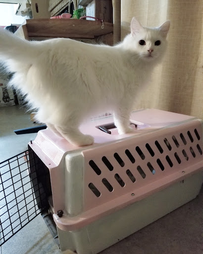 Pet Supply Store «Pet Supplies Plus», reviews and photos, 4923 Sheridan St, Hollywood, FL 33021, USA