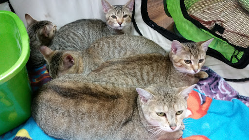 Pet Store «Pet Valu», reviews and photos, 63 Eastern Blvd N, Hagerstown, MD 21740, USA