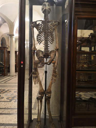 ​Museo di Anatomia Umana Luigi Rolando - Museo