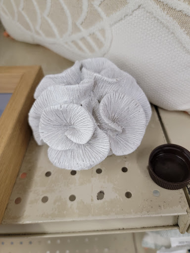 Discount Store «Big Lots», reviews and photos, 924 N Main St, Suffolk, VA 23434, USA