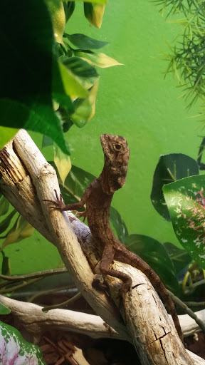 Reptile Store «Reptile Pets Direct», reviews and photos, 8088 Pat Booker Rd, Live Oak, TX 78233, USA