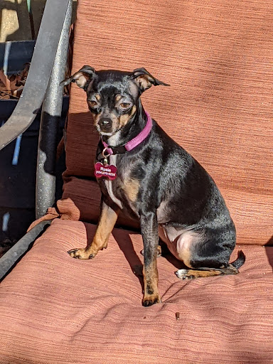 Airport Animal Clinic image