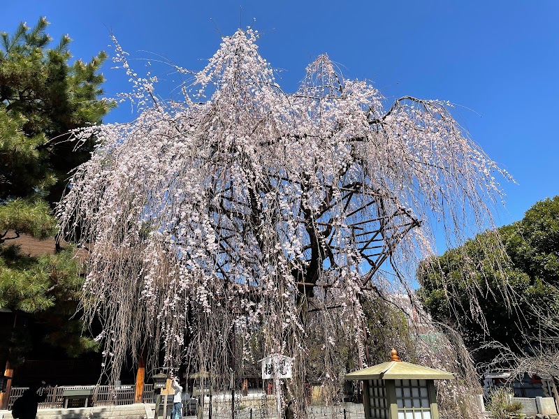 大報恩寺の阿亀桜