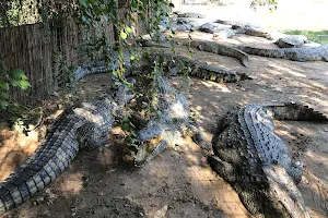 Krokovango Crocodile farm image