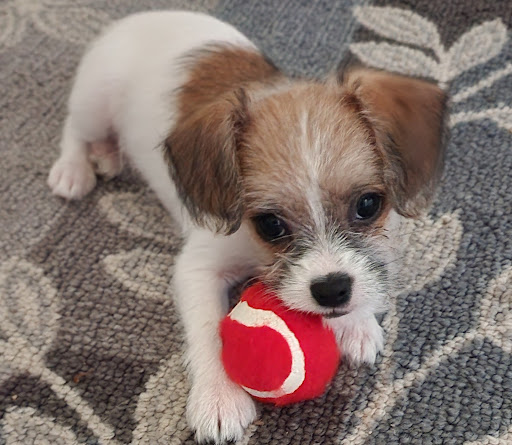 Pet Store «Alley Cat Pet Center», reviews and photos, 8700 NE Vancouver Mall Dr, Vancouver, WA 98662, USA