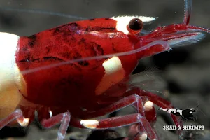 Skaii and Shrimps image