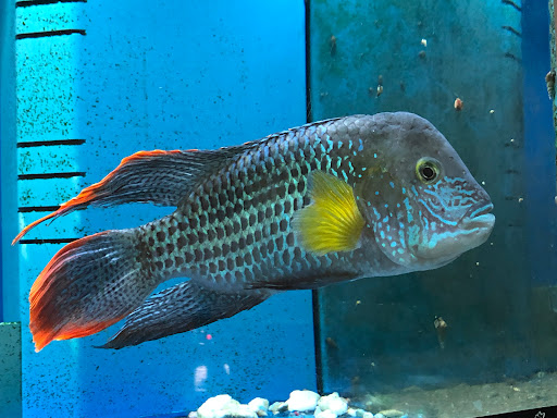 Pet Store «Fish City Pets», reviews and photos, 196 2nd St NW, Barberton, OH 44203, USA