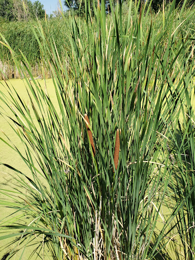 Nature Preserve «Bluff Lake Nature Center», reviews and photos, 3400 Havana Way, Denver, CO 80238, USA