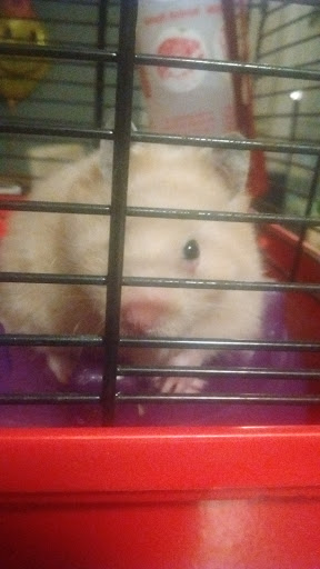 Pet Supply Store «Petco Animal Supplies», reviews and photos, 101 Hale Rd, Manchester, CT 06042, USA