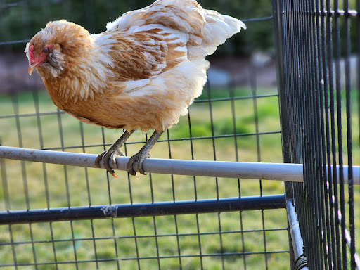 Zippy's Poultry & Duck Farm