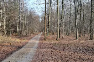 Green Forest image