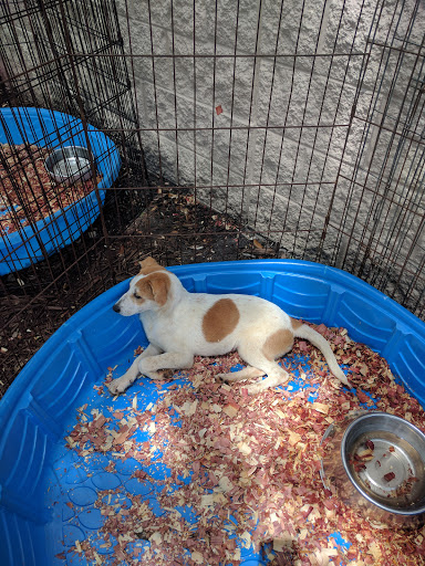 Pet Supply Store «PetSmart», reviews and photos, 1115 Vidina Pl, Oviedo, FL 32765, USA