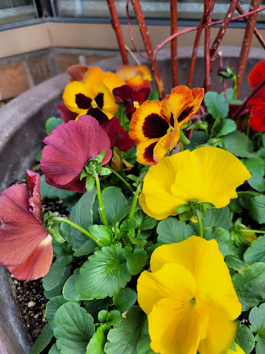 Craft Store «Anthology», reviews and photos, 218 State St, Madison, WI 53703, USA