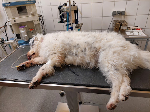 Tierarztpraxis Waberschek unter Hüffenhardt, Baden Württemberg