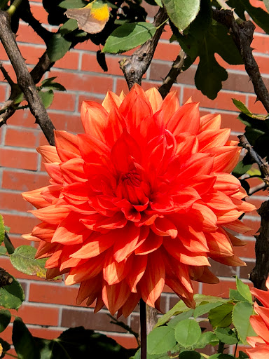 New American Restaurant «Napa General Store», reviews and photos, 540 Main St, Napa, CA 94559, USA