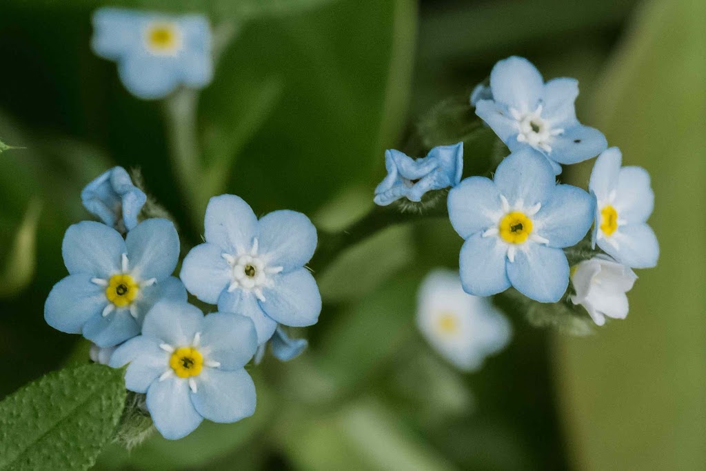 Forget Me Knot Massage Therapy 99669