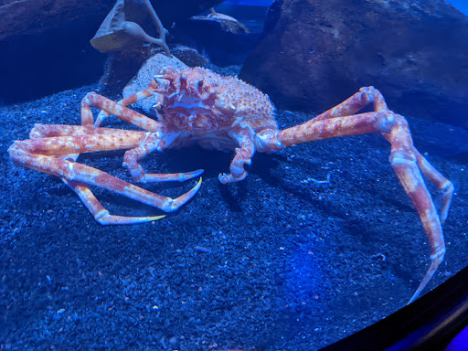 Aquarium «Newport Aquarium», reviews and photos, 1 Aquarium Way, Newport, KY 41071, USA