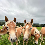 Photo n°1 de l'avis de F. fait le 01/10/2023 à 07:22 sur le  Landhotel Haflingerhof à Roßhaupten