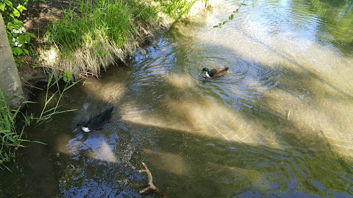 Recreation Center «Willamalane Adult Activity Center», reviews and photos, 215 W C St, Springfield, OR 97477, USA