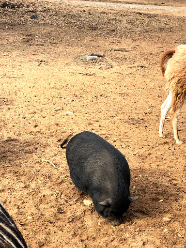 Ranch «Sharkarosa Wildlife Ranch», reviews and photos, 11670 Massey Rd, Pilot Point, TX 76258, USA