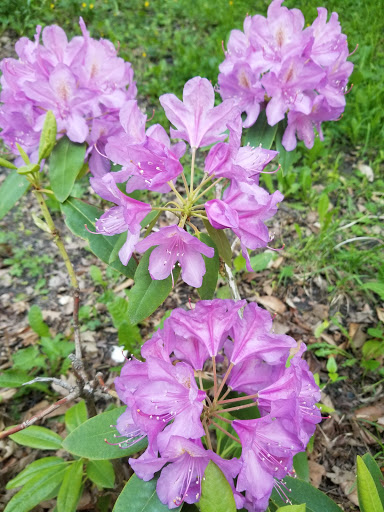 Tourist Attraction «Hoyt Lake», reviews and photos, 199 Lincoln Pkwy, Buffalo, NY 14222, USA