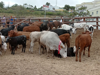 Finca El Llano Carretera nueva de la Cruz Santa, 38419, Santa Cruz de Tenerife, España