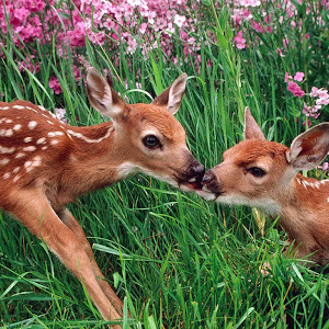 Araria Public School photo