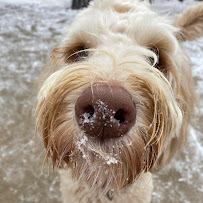 Dogaholics - Photo 2 - Car repair in Chicago, IL, Chicago