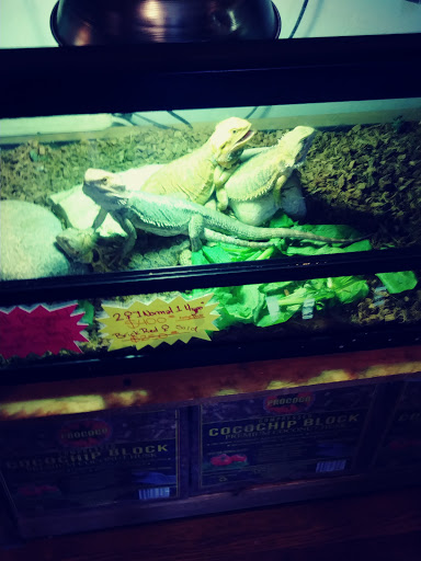 Reptile Store «Pets & Things», reviews and photos, 44825 Van Dyke, Utica, MI 48317, USA