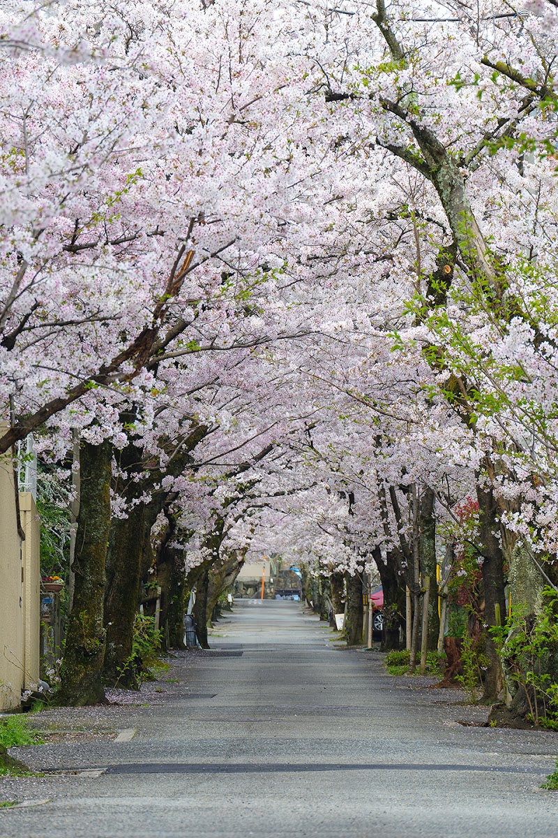 寿楽荘の桜並木(桜のトンネル)
