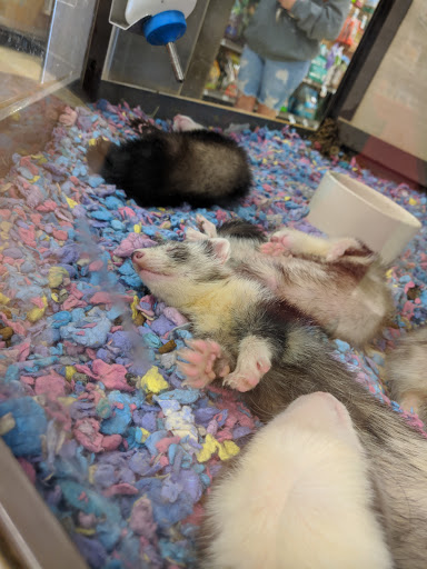 Pet Supply Store «Petco Animal Supplies», reviews and photos, 317 E Trenton Rd, Edinburg, TX 78539, USA