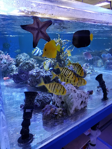 Tropical Fish Store «The Aquarium Connection», reviews and photos, 1663 E Los Angeles Ave, Simi Valley, CA 93065, USA