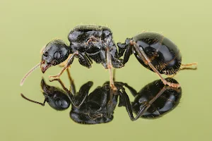 Antdealer Ameisenshop image