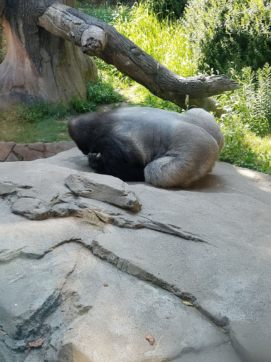 Zoo «Lied Jungle», reviews and photos, 916 D St, Omaha, NE 68107, USA