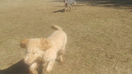 Dog Trainer «Awesome Dawgs Dog Training LLC», reviews and photos, 3052 Pricetown Rd, Temple, PA 19560, USA