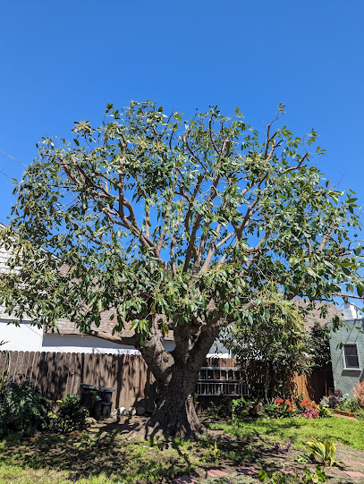 Rogers Tree Service