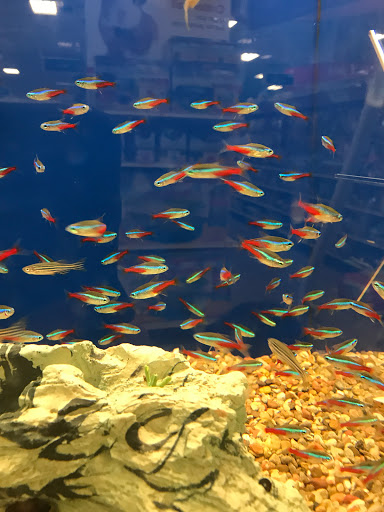 Pet Supply Store «PetSmart», reviews and photos, 1225 Industrial Rd, San Carlos, CA 94070, USA