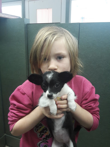 Pet Store «Petland», reviews and photos, 351 Diederich Blvd, Ashland, KY 41101, USA