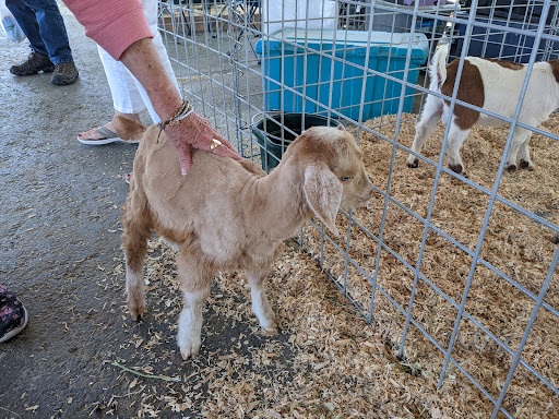 RV Park «Calaveras County Fair & Jumping Frog Jubilee», reviews and photos, 2465 Gunclub Rd, Angels Camp, CA 95222, USA