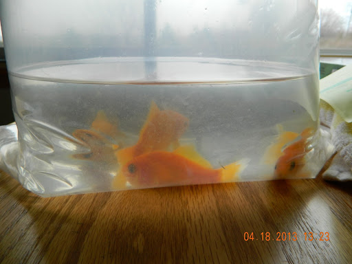 Tropical Fish Store «William Tricker Inc», reviews and photos, 7125 Tanglewood Dr, Cleveland, OH 44131, USA