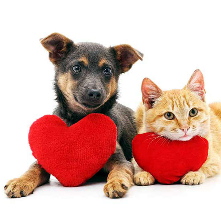 Jô Boer Vet Care — Veterinário em São José do Rio Preto, SP